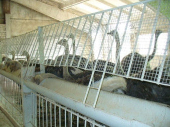 Готовый бизнес - ферма